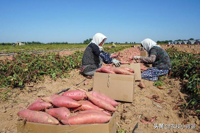 农民种地瓜怎样才能实现高产优收？分享5个种植管理技巧