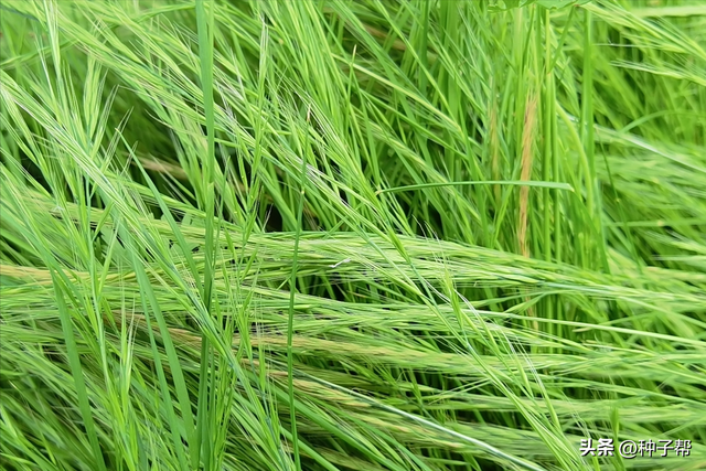 炎炎夏日，能替代人工除草植物，鼠茅草一举多得，可连续用4~5年