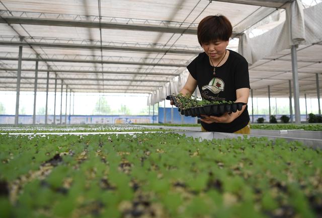 （经济）河北饶阳：打造京津高品质蔬菜供应基地