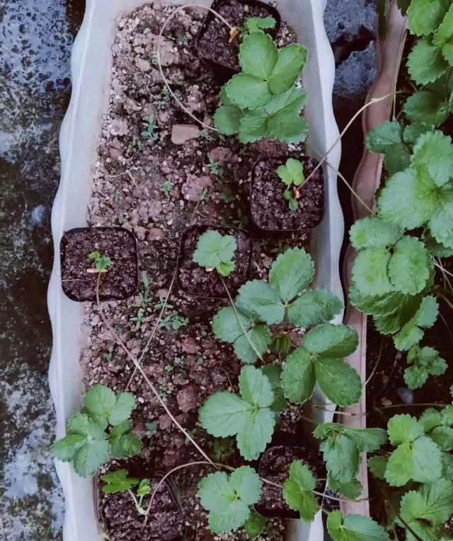 盆栽草莓的度夏技巧，有3个，绿油油安全度夏，顺利结果