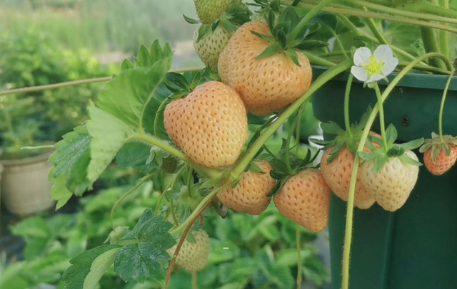 5月盆栽草莓长匍匐茎了，做一步，一棵繁殖几十棵、果子吃不完