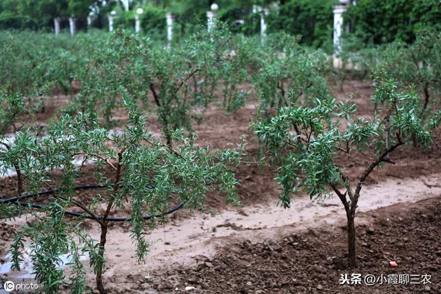 如何才能种出优质高产的枸杞？繁殖方法要选对，田间管理不能少