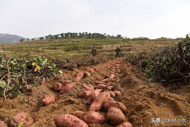 红薯怎么种产量高？老农传授你6个诀窍，红薯结得多、个头大