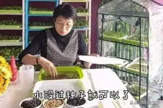 不用土、不施肥，教你10天发出鲜嫩芽苗菜！