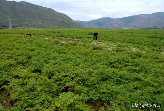 农村这11种紧缺中药材，你都种过哪些？想种药材致富的来看一看