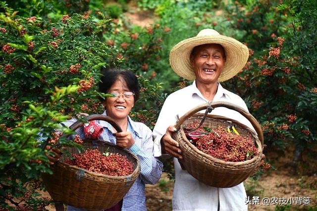 怎样才能种植出好花椒？花椒怎样采种、播种、育苗、定干？