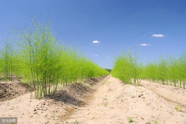 绿芦笋栽培技术，加强田间管理，提高产量和品质