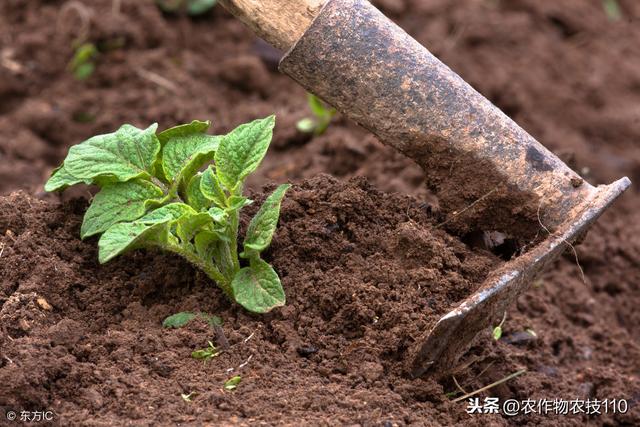 早春，马铃薯怎么种植能高产？（值得收藏）