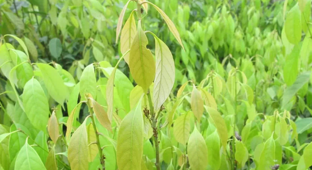 芷江县甜茶叶种植前景