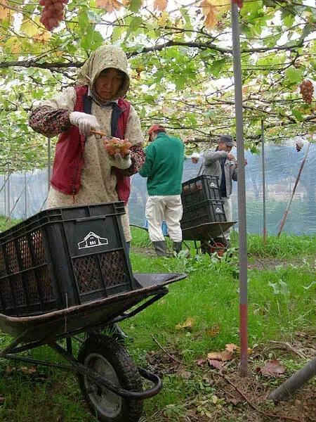 日本葡萄栽培的品种、模式和技术特征