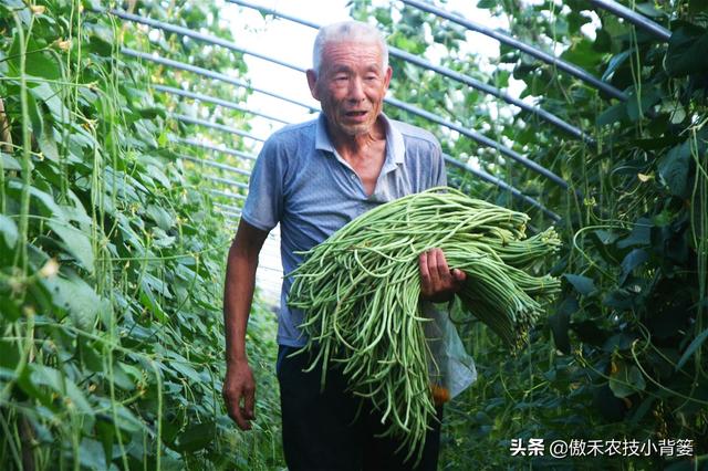 春季豆角怎样种植产量高？学会这些种植技巧，一茬一茬摘不完