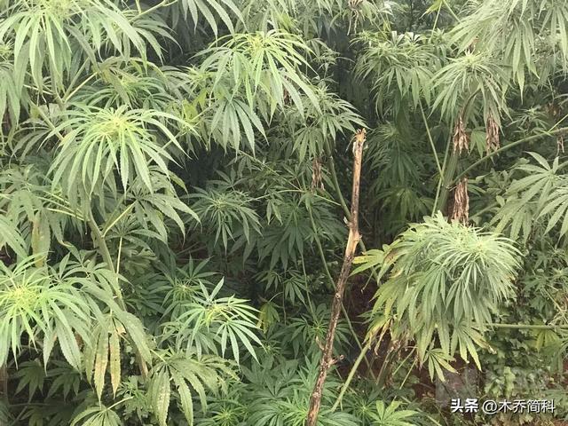 关于大麻种植来源和使用方法的考古探讨