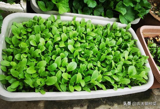 10月种“鸡毛菜”，撒籽长一片，种植0失败，30天就能上桌吃