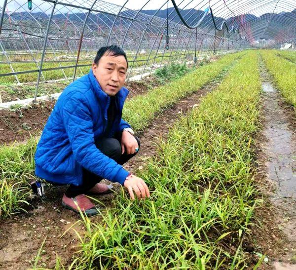 点土成金——访房县竣然道地中药材种植有限公司经理赵国平