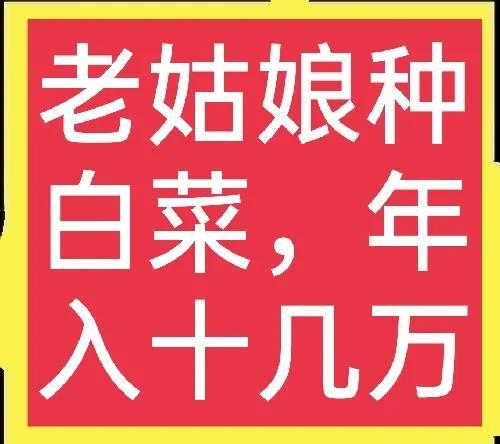 种植紫色白菜年收入十几万，这是怎么做到的？