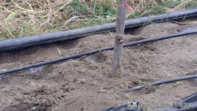 【农广天地】西藏苹果水肥一体化技术