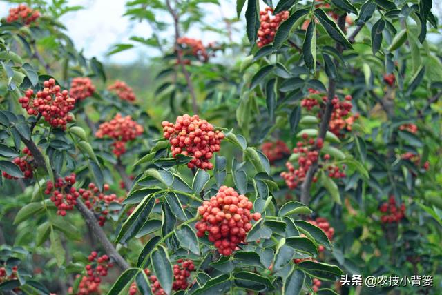 怎样才能种植出好花椒？花椒怎样采种、播种、育苗、定干？