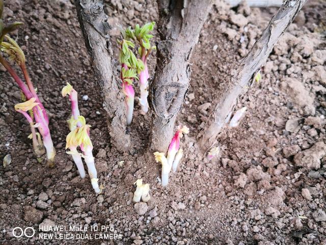 牡丹好看“太难种”，种错时间“不活命”，掐准时间，开花几百年