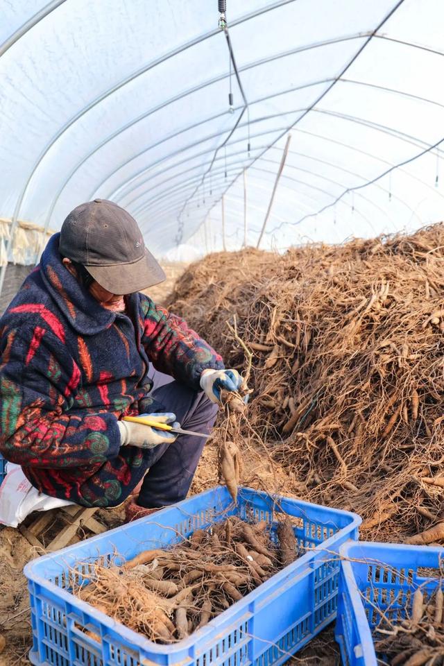 共同缔造｜曾都：先觉庙村种植黄精60亩