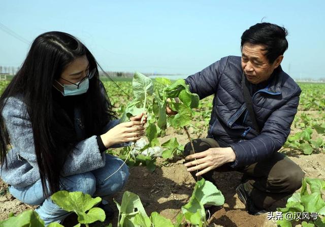 沙土地里种出“东洋参”，徐州这里的黄皮牛蒡闯出大市场