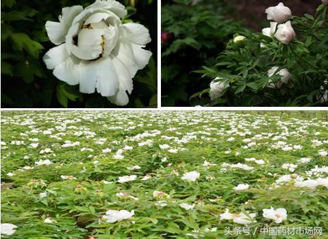 2018年夏季可选择的中药材种植品种汇总