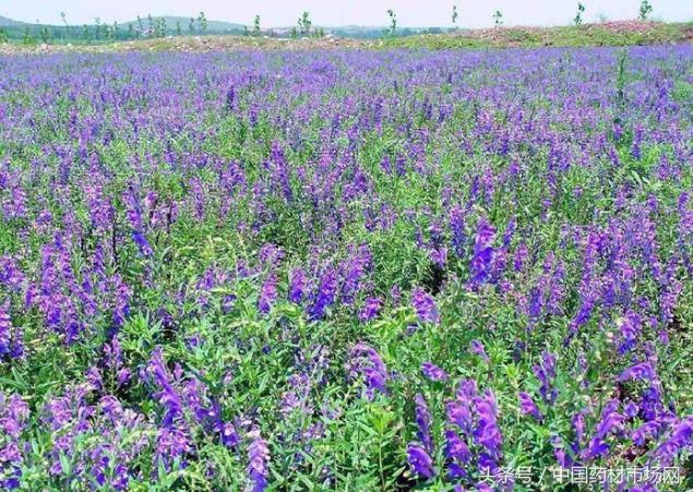 2018年夏季可选择的中药材种植品种汇总