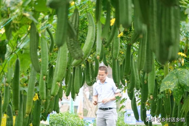 “早上种瓜开空花，晚上种瓜用车拉”，这些种瓜技巧你真的掌握吗