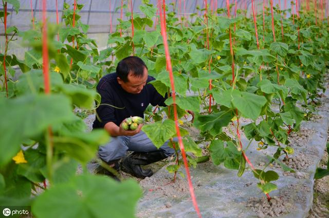 种植黄瓜，4个栽苗技巧，1个吊蔓技巧，黄瓜长势齐，产量高