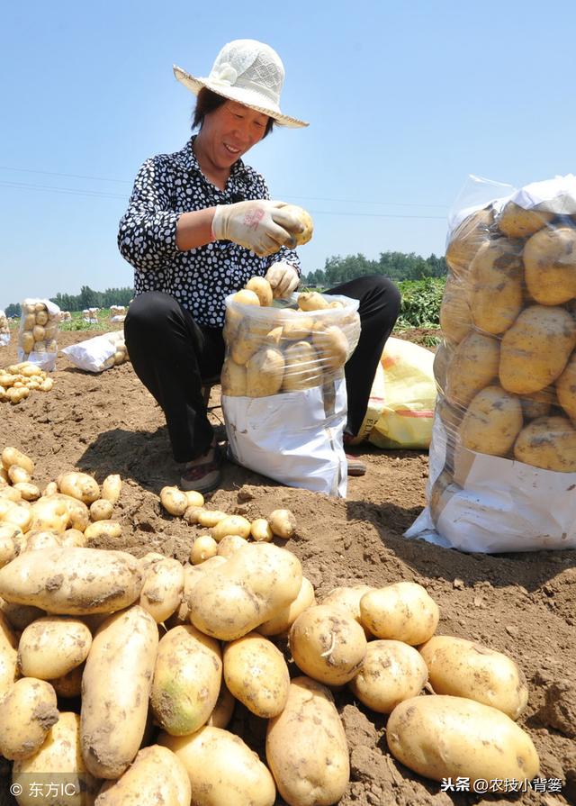 马铃薯如何种植管理，才能出苗齐壮、产量增加、提高品质？