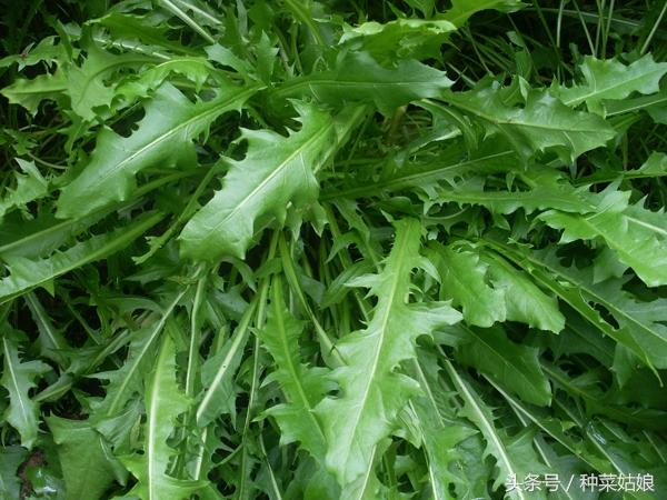 这五种野菜种植简单，营养高口感好，随便种一点，野菜多得吃不完