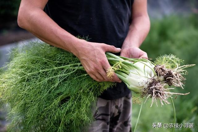 茴香有哪些种植管理技巧？怎样才能轻松种出高产鲜嫩的茴香？