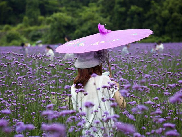 柳叶马鞭草的详情介绍