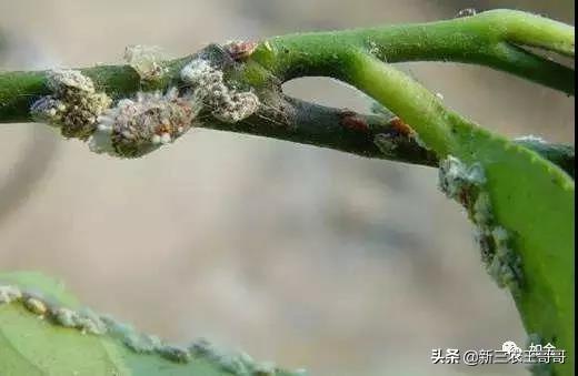 脐橙科学种植全过程，文章比较长建议收藏观看