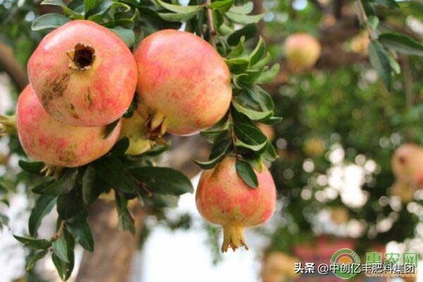 石榴种植技巧介绍，做到了这几点轻松高产