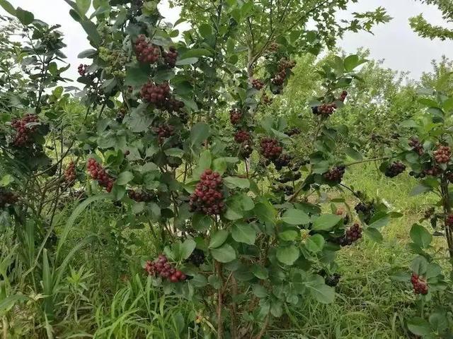 黑果腺肋花楸的植物特征，及其在严苛条件下，丰产优质的栽培技术