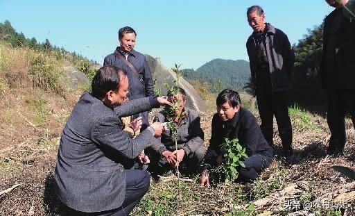 油茶苗种植之后几年需要整枝