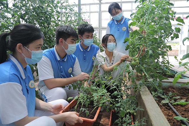 青岛六十七中：学农实践 蔬菜种植