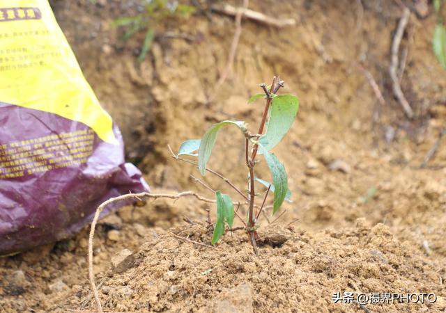 贵州长顺：种植金银花 致富有“钱途”