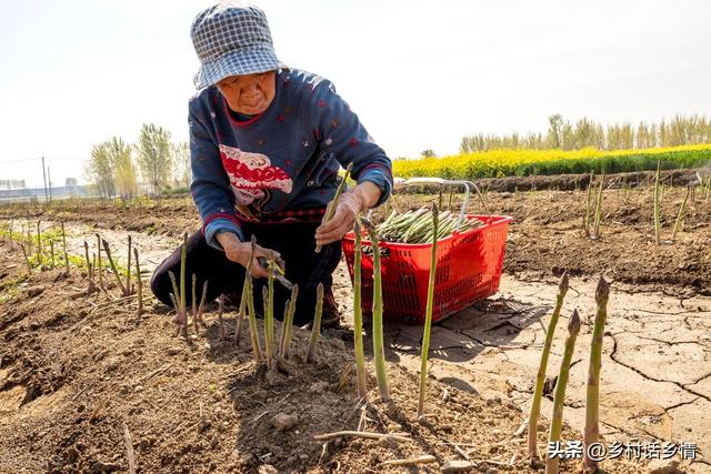 芦笋几月份种植？育苗、种植和移栽有哪些方法？能连续收获多少年