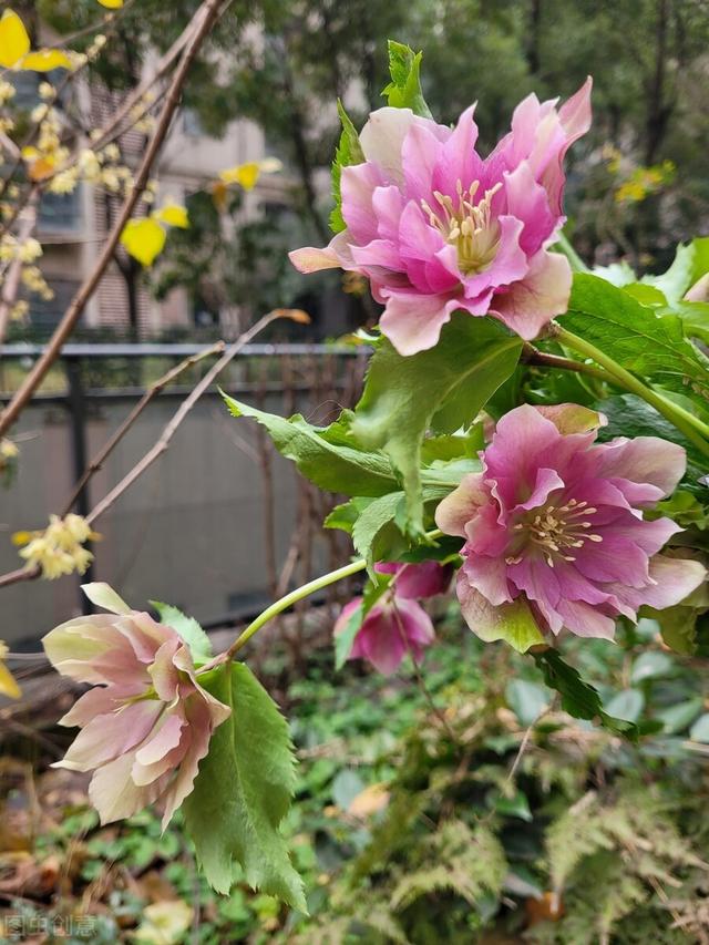 喜欢生在树林里的玫瑰花，观赏价值高，遇见了别乱挖，保护起来