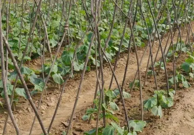 黄瓜种植技术详解，收藏这一篇就够了