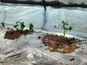 昌平麒麟西瓜种植基地(又到播种时节，昌平的麒麟西瓜开始定植了)