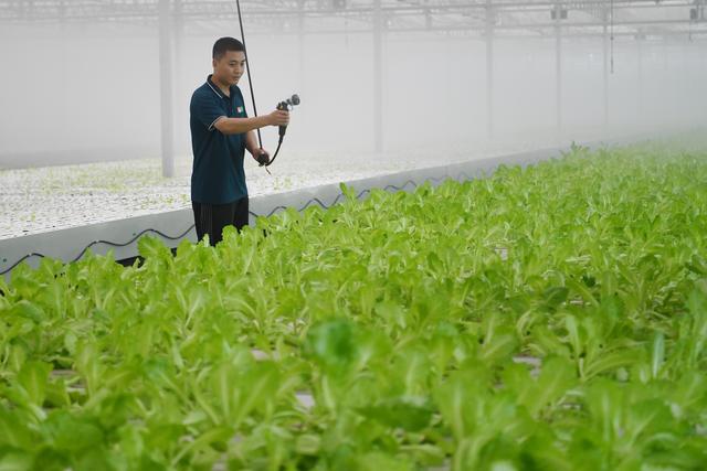 （经济）河北饶阳：打造京津高品质蔬菜供应基地