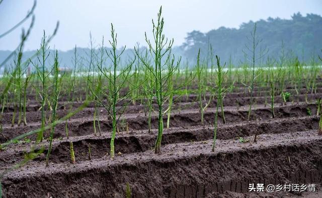 芦笋几月份种植？育苗、种植和移栽有哪些方法？能连续收获多少年