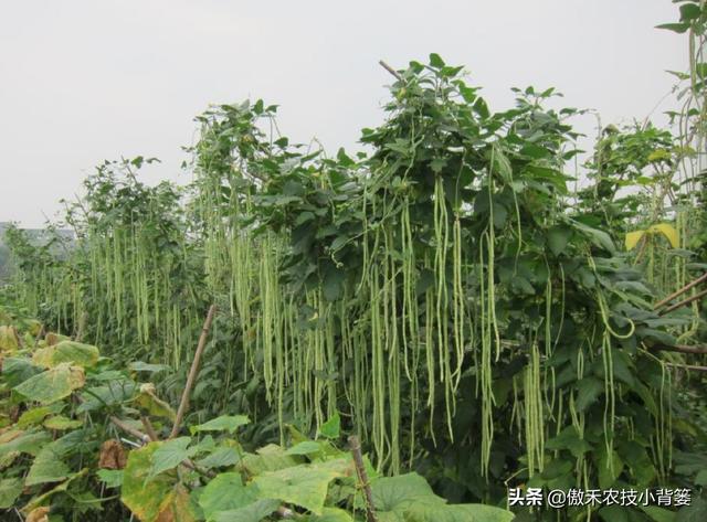 春季豆角怎样种植产量高？学会这些种植技巧，一茬一茬摘不完