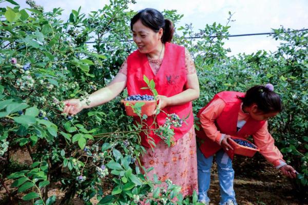 浙江长兴：蓝莓特色产业助力乡村振兴