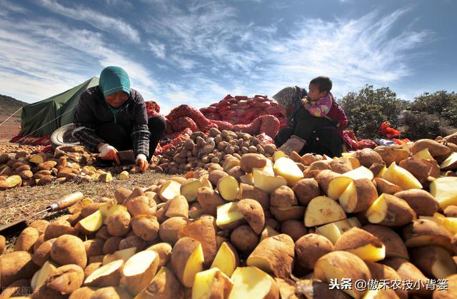 提高马铃薯产量品质的15个种植管理技巧，每个都很重要