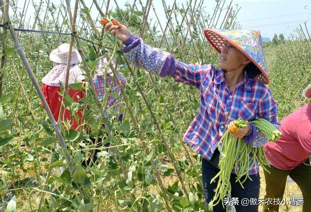 春季豆角怎样种植产量高？学会这些种植技巧，一茬一茬摘不完