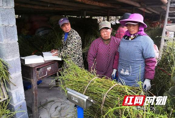 通道：钩藤种植 喜获丰收