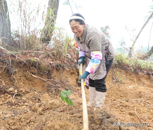 贵州长顺：种植金银花 致富有“钱途”